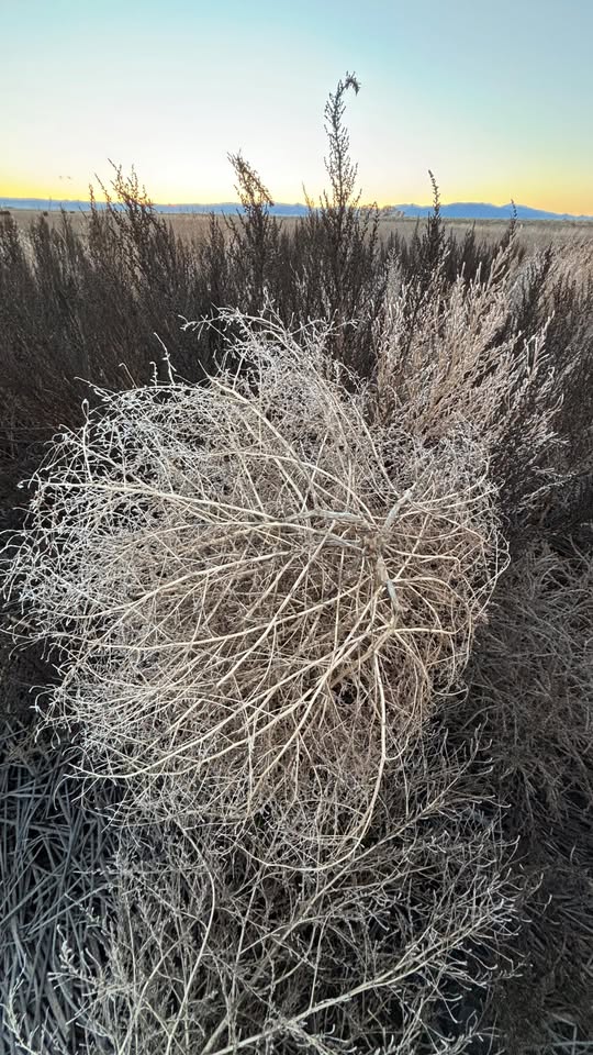 Tumbleweed Chandelier