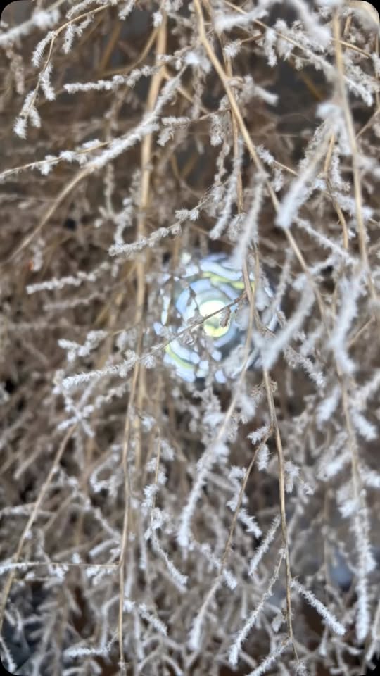 Tumbleweed Chandelier